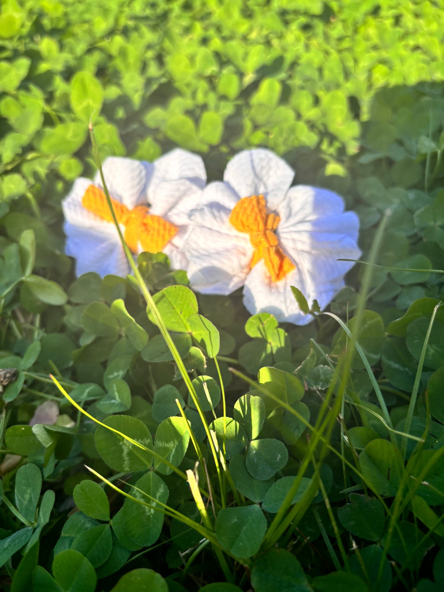 Flower Piggies