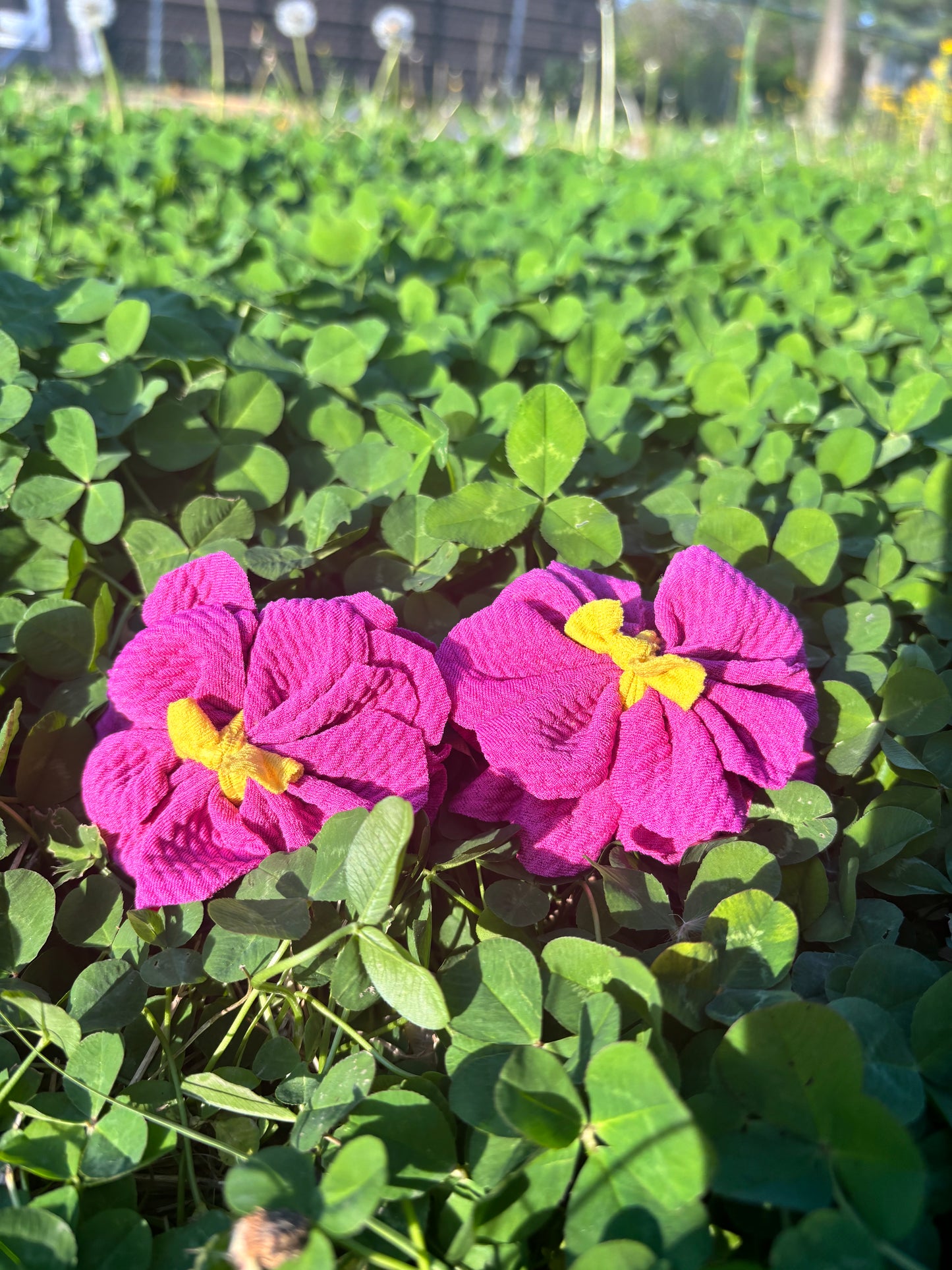 Flower Piggies